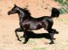 Black_Arabian_Mare_Arabian_Horse.jpg